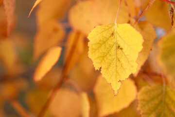 A leaf is shown in a close up of a tree