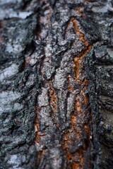 Tree bark texture; cherry bark; Prunus Cerasus