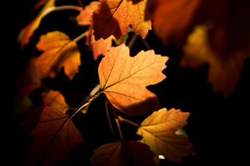 A close up of a leafy tree with leaves that are orange and yellow