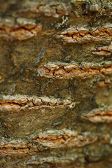 Tree bark texture; cherry bark; Prunus Cerasus