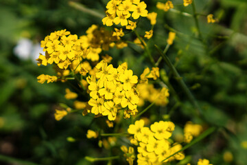 Cluster bright yellow flowers blooming in green field.
