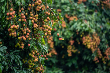Ripe lychees in lychee garden, orchard. Vibrant colors and juicy sweetness of this tropical delight, straight from the orchard to your table. Lychee, Litchi, Lichee, fruit