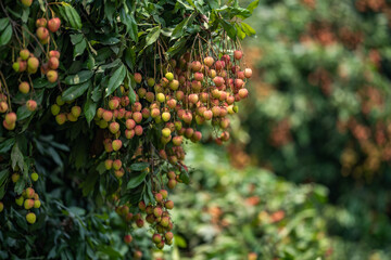 Ripe lychees in lychee garden, orchard. Vibrant colors and juicy sweetness of this tropical delight, straight from the orchard to your table. Lychee, Litchi, Lichee, fruit