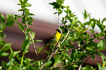 The common yellowthroat (Geothlypis trichas) it is also known as the yellow bandit. It is an abundant breeder in North America, ranging from southern Canada to central Mexico.