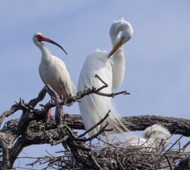 White Heron chicks in their nest