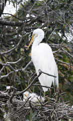 White Heron chicks in their nest