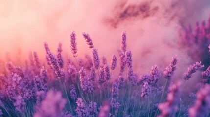 Obraz premium Fragrant smoke, lavender in bloom, lavender field with pink purple flowers and grass. The generation of AI