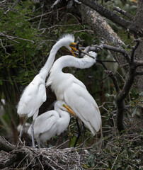White Heron chicks in their nest