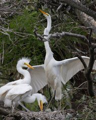 White Heron chicks in their nest
