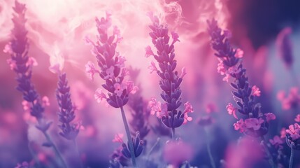 Obraz premium Fragrant smoke, lavender in bloom, lavender field with pink purple flowers and grass. The generation of AI