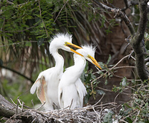 White Heron chicks in their nest