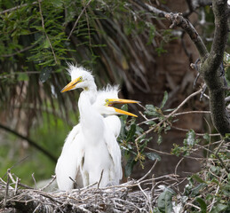 White Heron chicks in their nest
