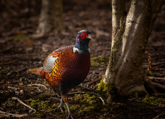 Male pheasant walking on the forest ground next to tree with sun shining on its feathers
