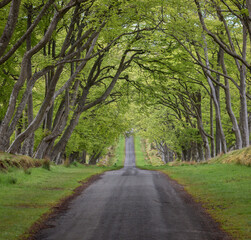 View of a country road with grass margins through a tunnel of trees, Scotland