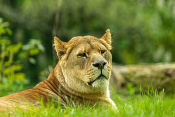 A lioness looking back over her shoulder at the viewer