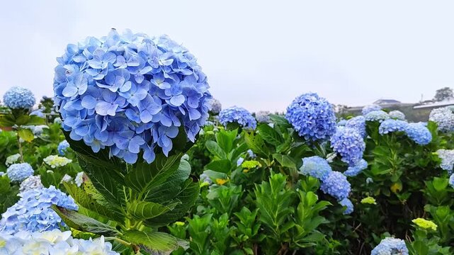 The garden has stunning blue hydrangea flowers, making a serene and picturesque landscape