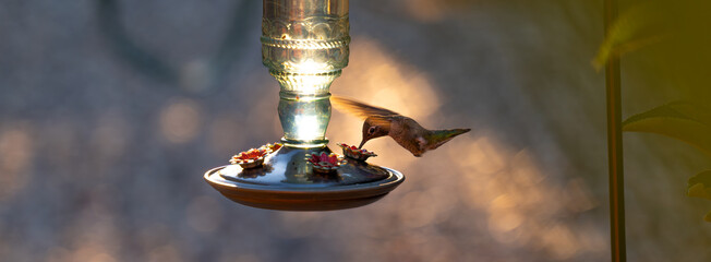 Hummingbird drinking nectar while flying at sunset  © Cam