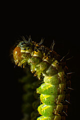 Naklejka premium The hotel is lying on its side Macro photo green caterpillar on black background