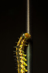 A funny green caterpillar that crawls. Macro photo green caterpillar on black background