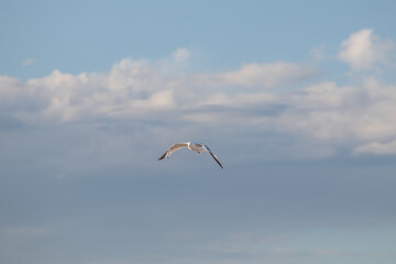 Sky replacement blue sky with high clouds and seagull in flight