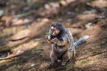 Mico estrela comendo no Parque Municipal das Mangabeiras em Belo Horizonte