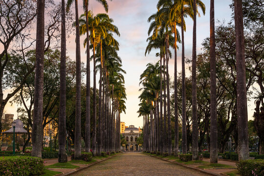 Palm trees at Pra&ccedil;a da Liberdade in Belo Horizonte, Brazil.