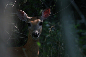 White-tailed doe looking through light foliage