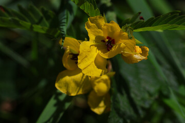 Partridge pea, also known as Chamaecrista fasciculata