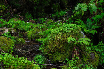 湿り気の多い横谷渓谷　おしどり隠しの滝
