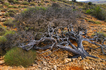 Gnarled, wind-swept bush and spinifex in the coastal region of Cape Range National Park, Western Australia
