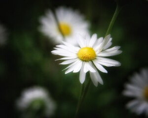 Fototapeta premium Beautiful daisies of the garden up close 