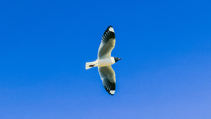 Andean gull in blue sky 
