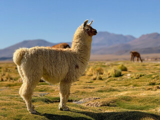 llama in nature  © nykolas