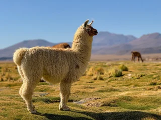 Fototapete Rund llama in nature  © nykolas