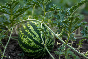 Green watermelon plants on the ground