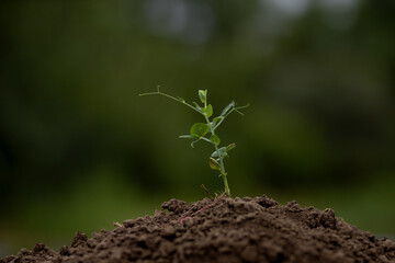 A young pea plant in the ground