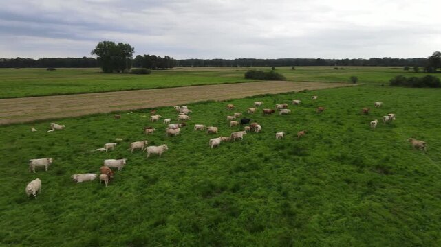 Footage of cows grazing in a lush green field near Straupitz, Germany.
