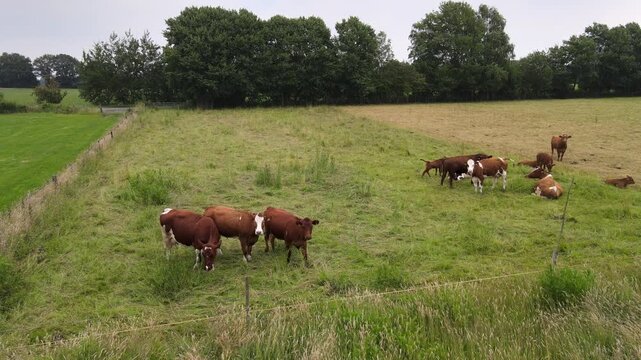 Footage of cows grazing in a lush green field near Bremen, Germany.