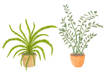Sword fern or boston fern and ZZ plant houseplants, hand painted watercolor illustration on white background