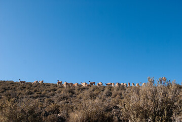 Toma lejana de alpacas en su hábitad natural.