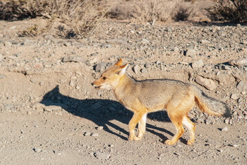 Zorro colorado en estado natural, dentro de reserva natural protegida.