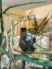 White - nosed monkey Cercopithecus ascanius eating in zoo