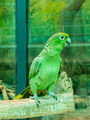Panama Amazon and Yellow-crowned Amazon green parrot isolated on green background