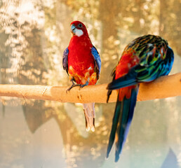 two colorful Rosella parrots, sitting on the bark, warm yellow light