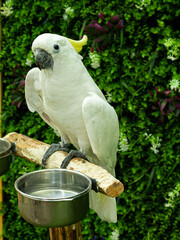 white parrot sitting on a branch, green leaves background