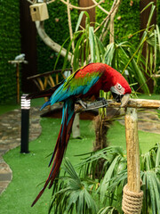 Red and blue ara parrot sitting on a branch lower the head, macaw bird, green background © Nargiza