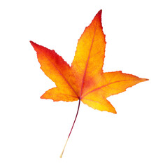 Autumn maple leaf isolated on transparent background. Png file