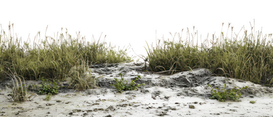 PNG Serene marshland with lush vegetation