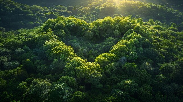 heart-shaped clearing, naturally formed by the arrangement of trees, foliage, and terrain