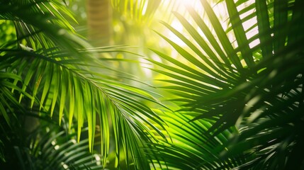Lush, green tropical palm leaves with sunlight filtering through them